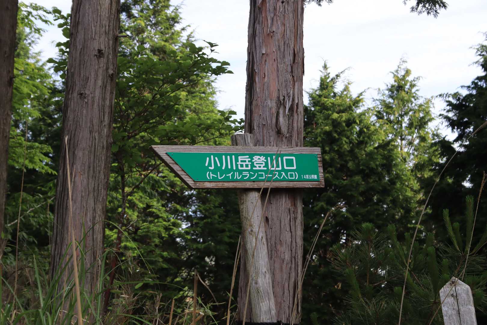 林道をしばらく歩くと登山口の標識