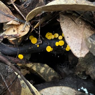 ビョウタケ