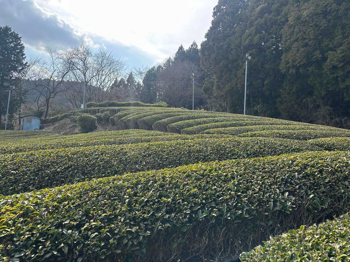 綺麗な茶畑へ🍃