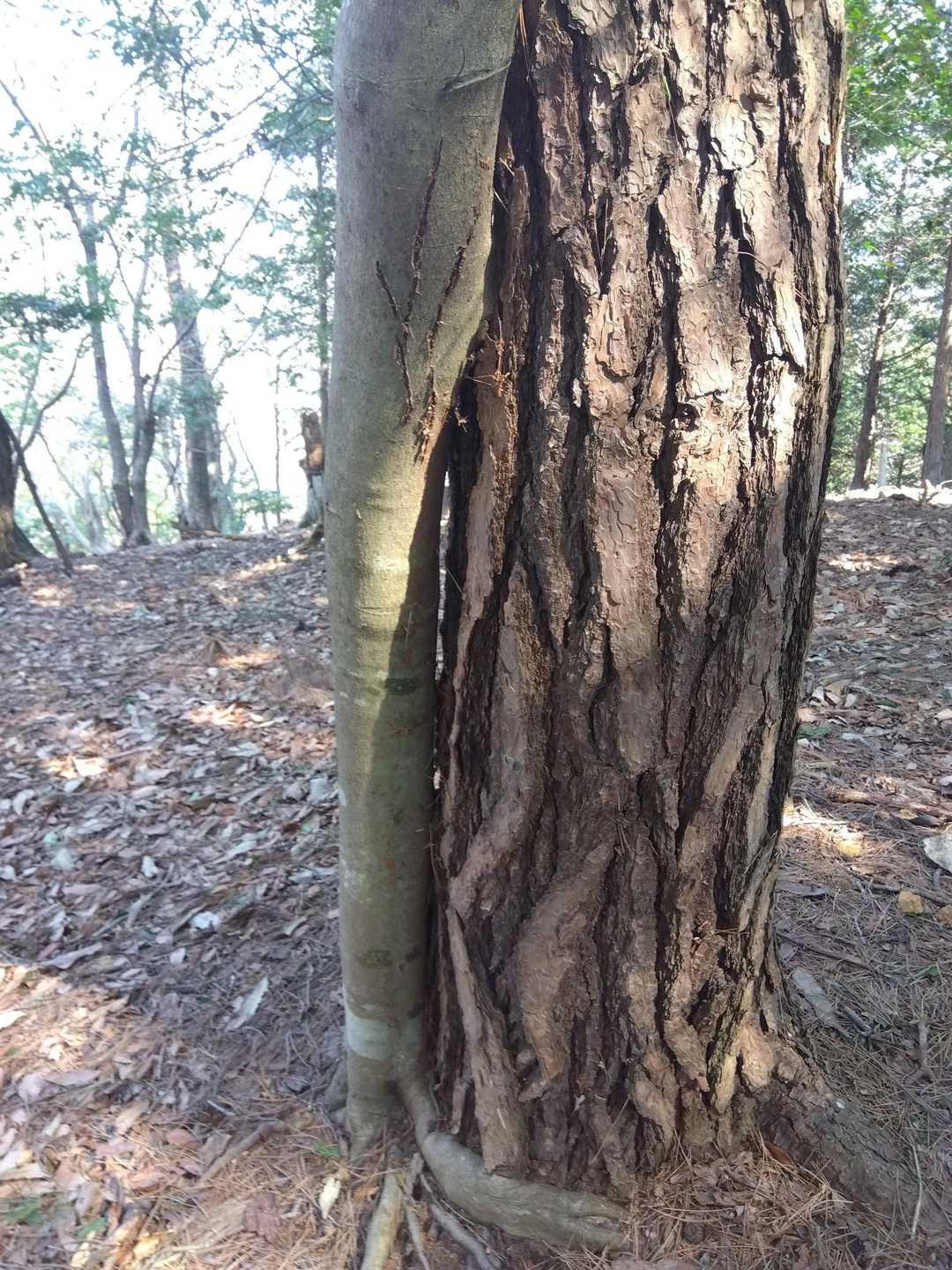 仲良しなのか寂しがり屋なのか？