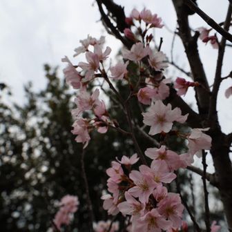 中心がピンクになり始めてるから
散り始めるのかな