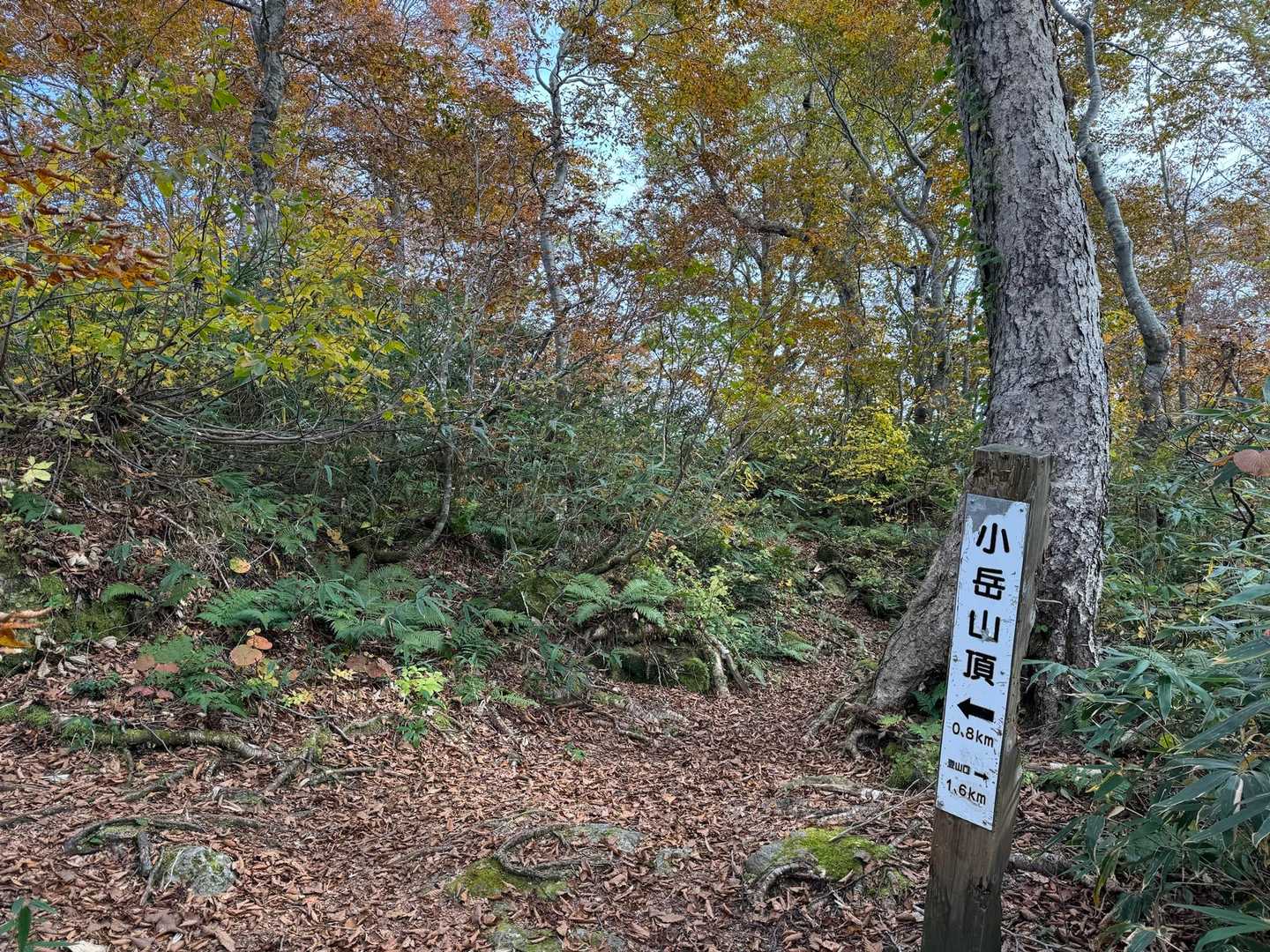 小岳-千手ブナ 周回コースの写真