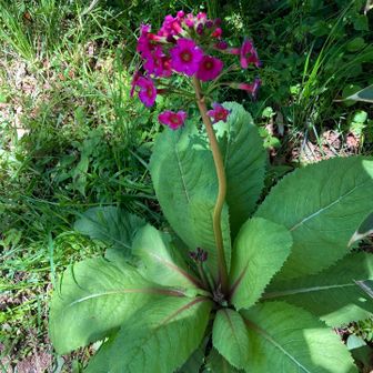 クリンソウが一株だけあった。
少し離れた高山植物園から飛んできたのかも