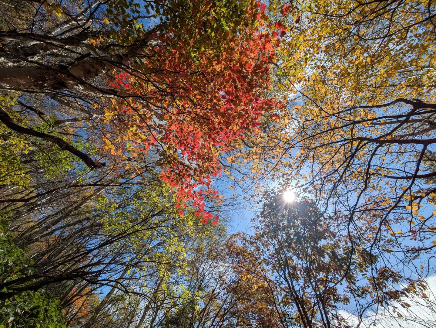 🍁