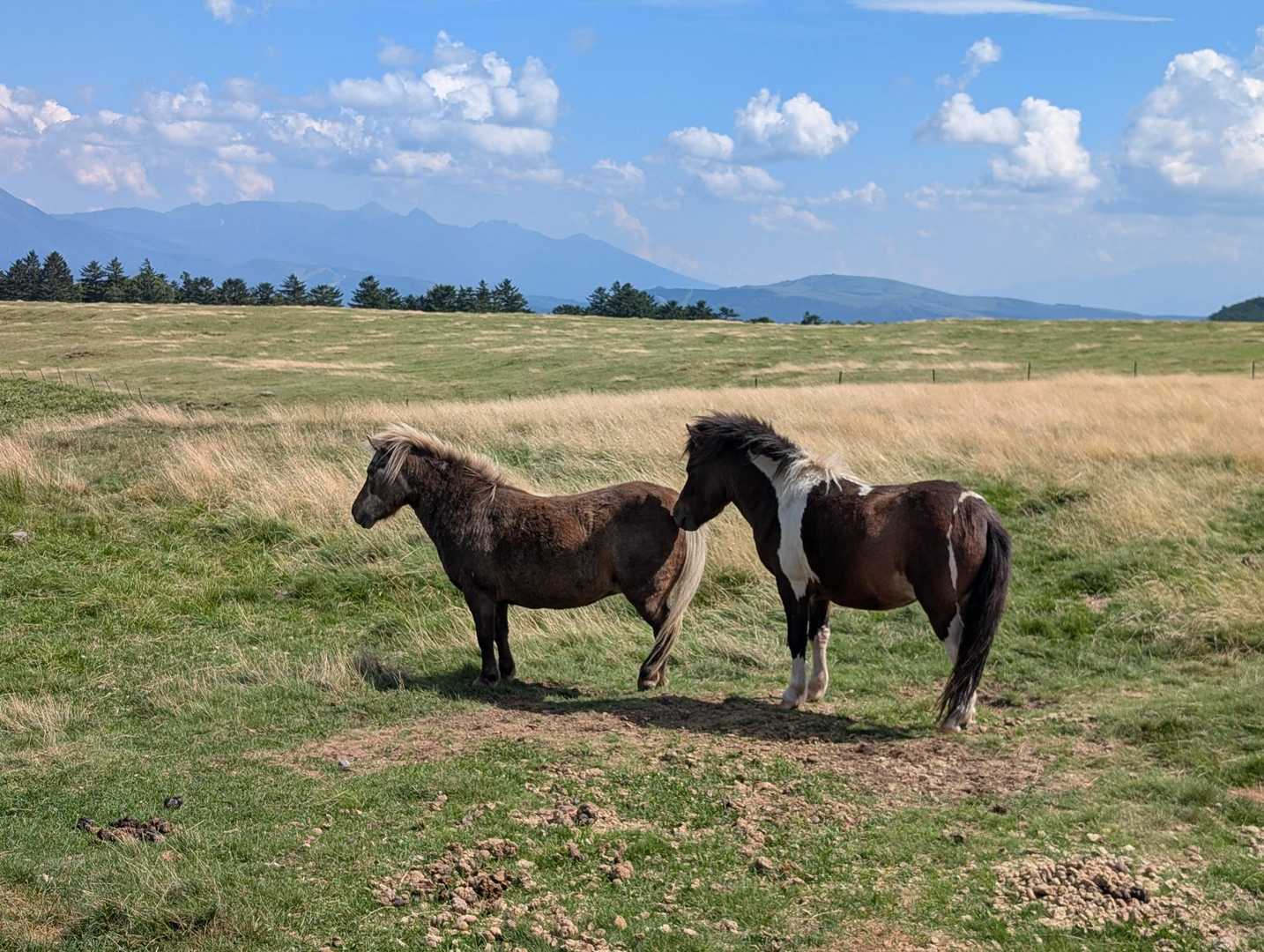 ポニーさん🐎がお揃いで。