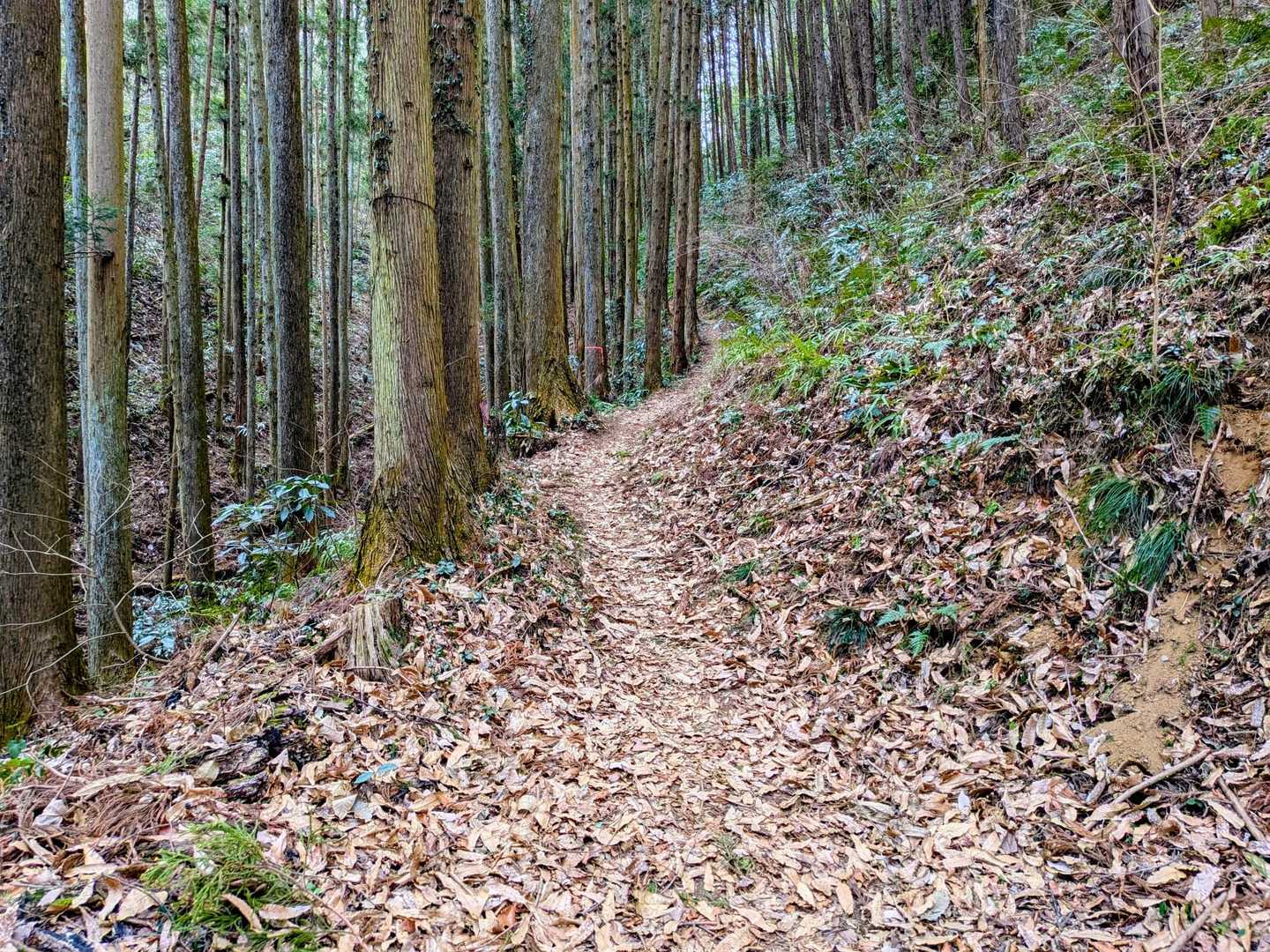 こんな感じの道
歩きやすい😁👍