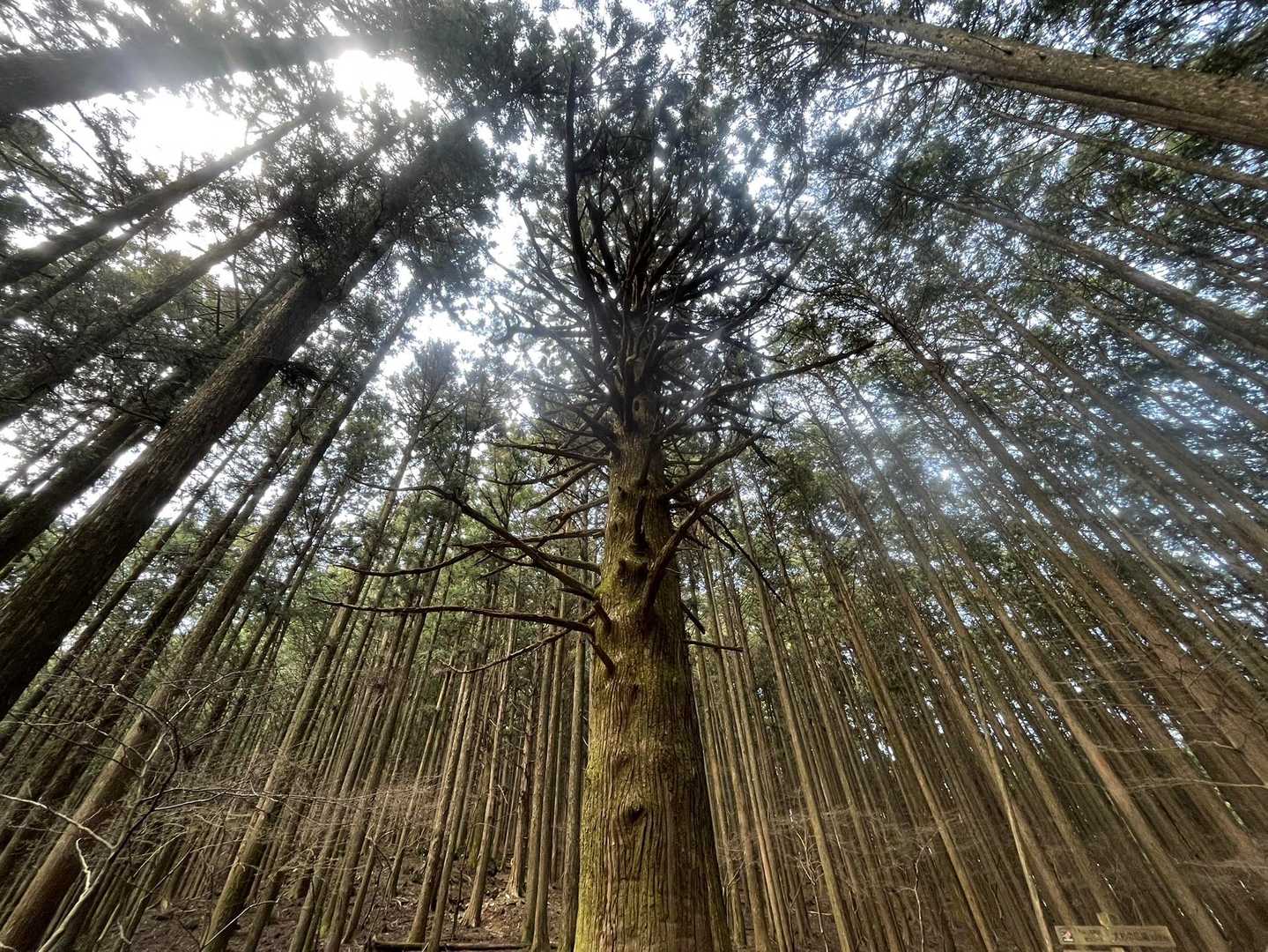 大杉の広場の大杉🌲