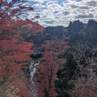 紅葉の向こうに粟又の滝