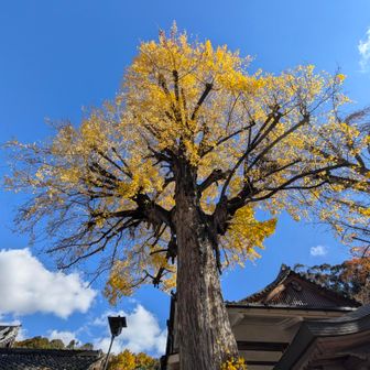 清澄寺、清荒神。
銀杏の黄葉。