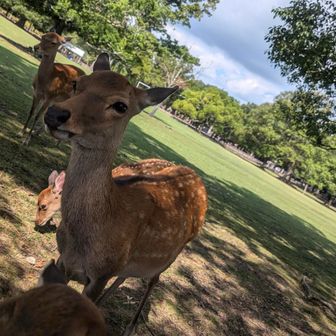 しろたびくんの友達