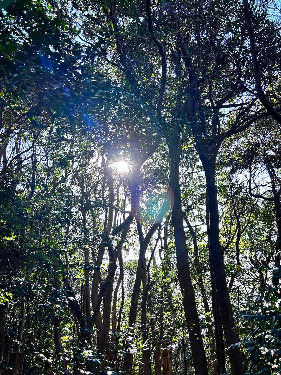 木漏れ日～☀️