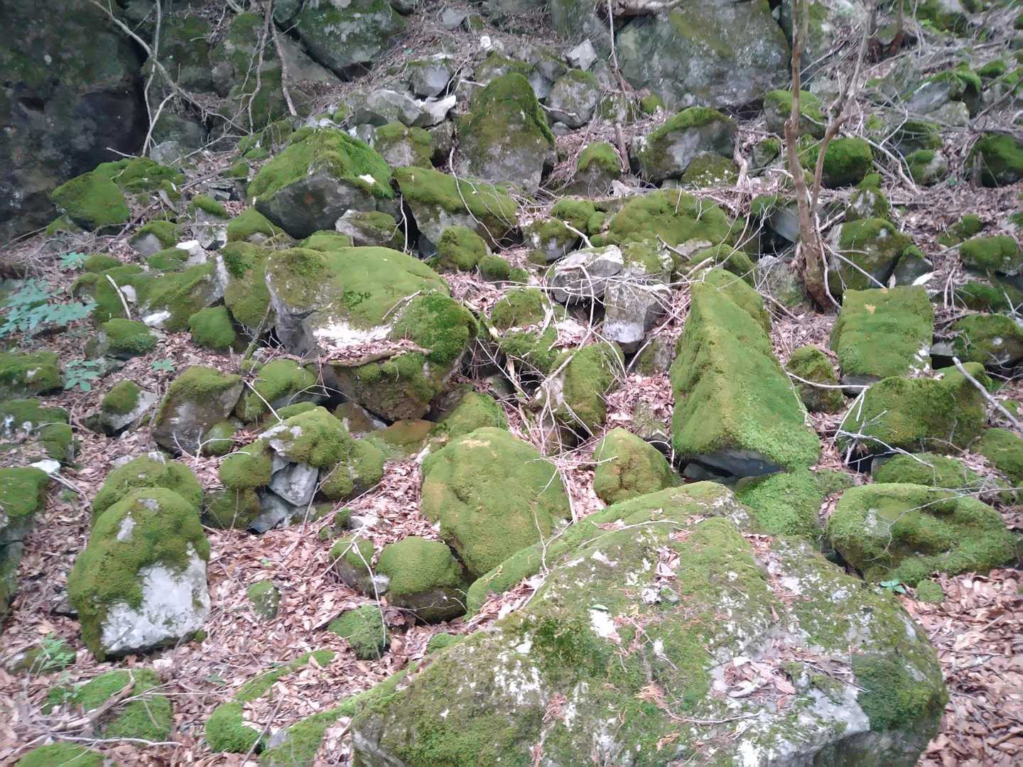 苔むしています
あー久しぶりだなーこの景色😍