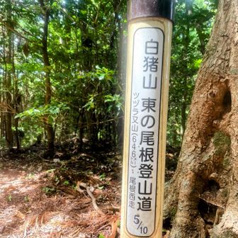 東の尾根登山道の5/10がツヅラ又山