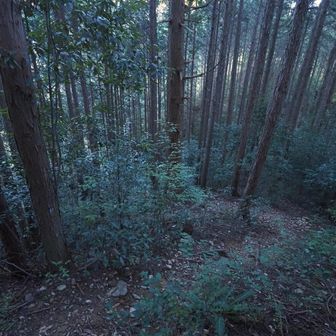 道の終盤は、降りが急になってきて、チャートの石ころも有り、転倒しないように気をつけなければなりません。