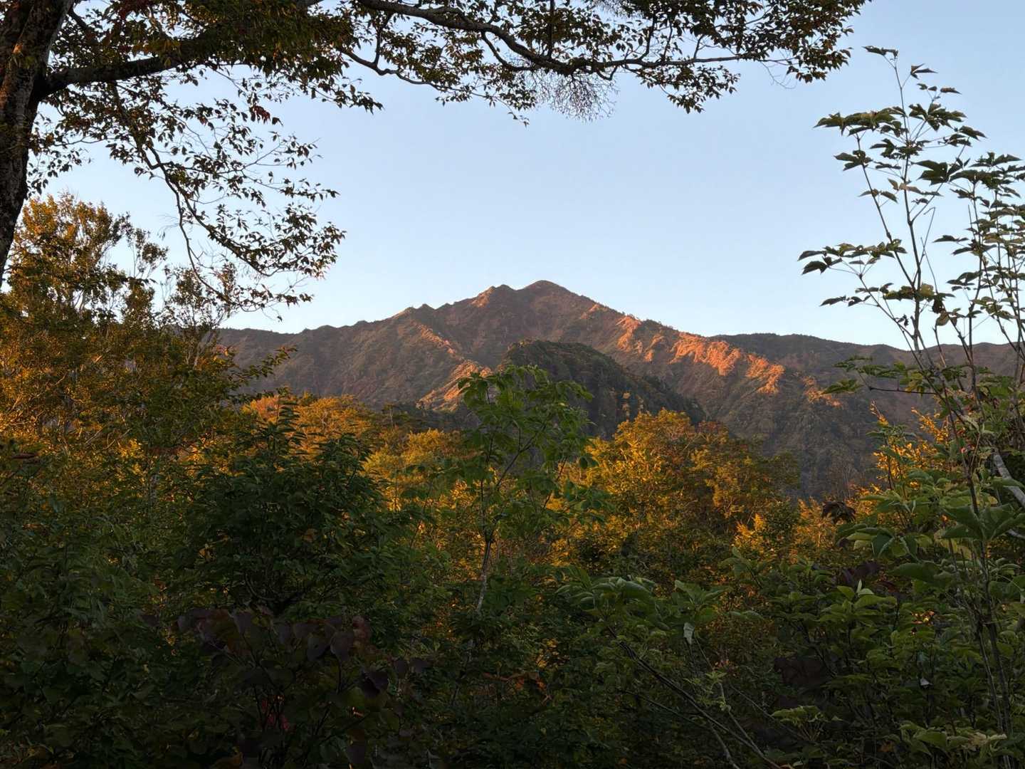 樹林帯の合間から朝日を浴びる荒沢岳