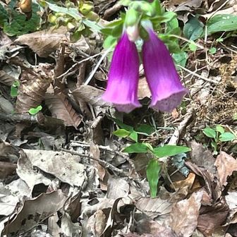 ジキタリスって出てきました❓