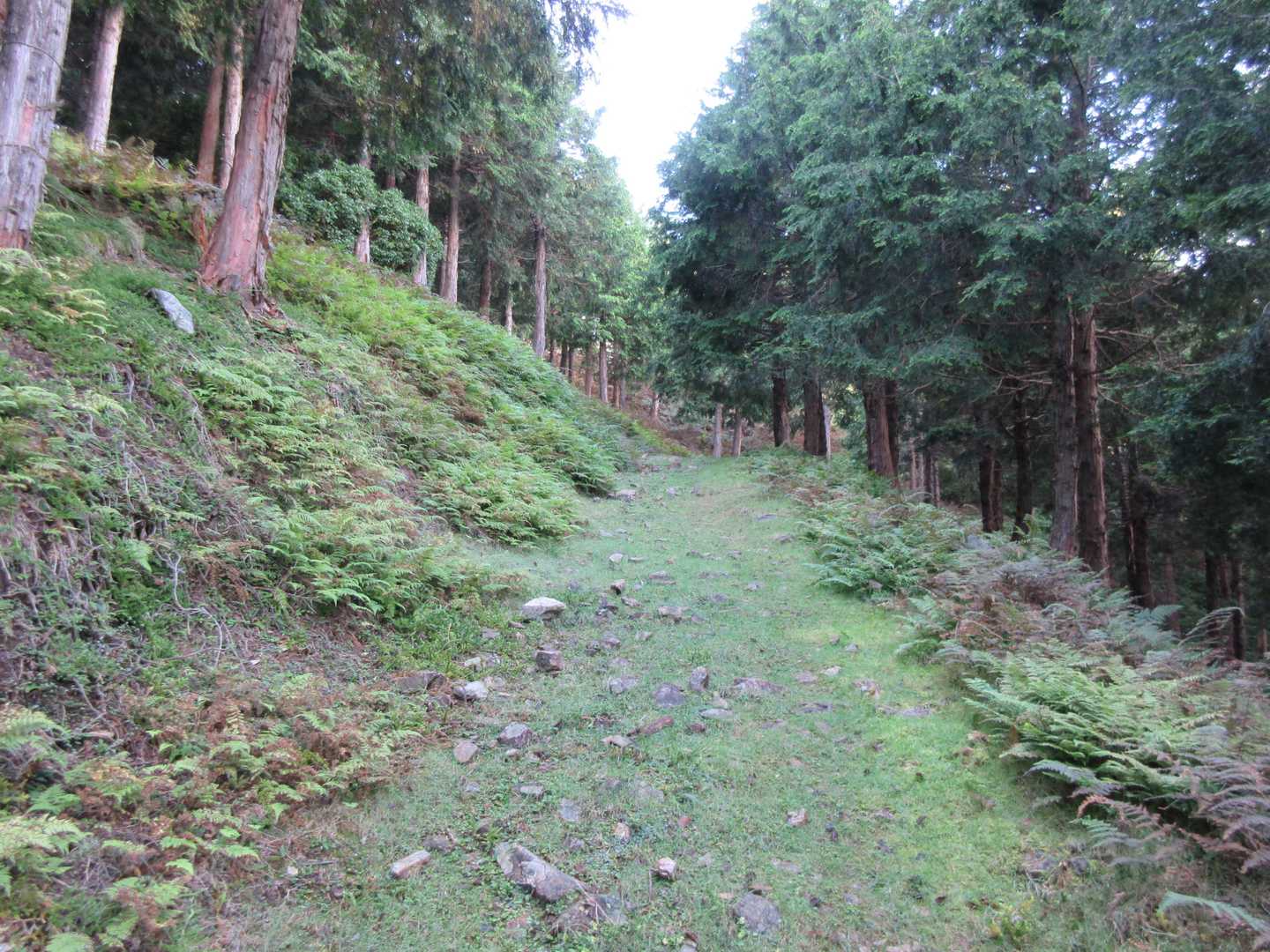 山頂近くは苔の登山道です