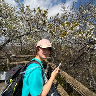 さくらさくら今咲き誇る