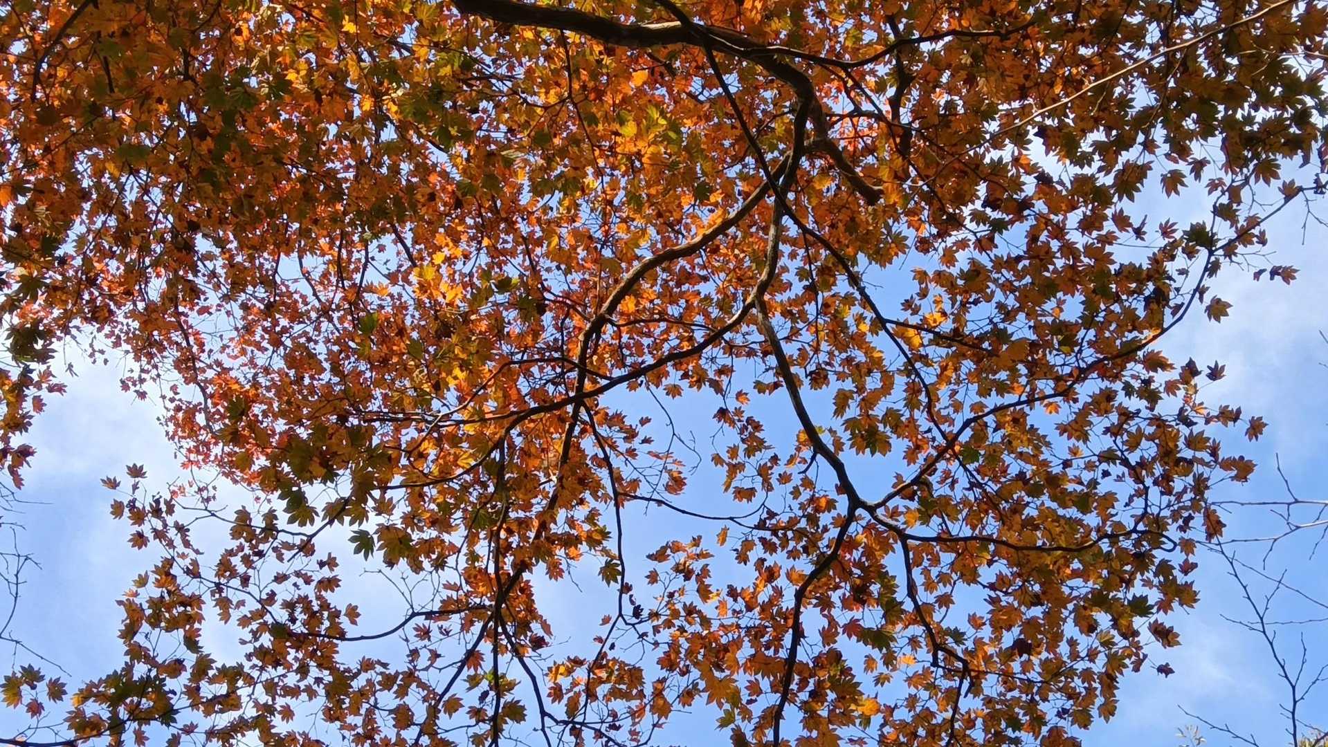 紅葉🍁を愛で