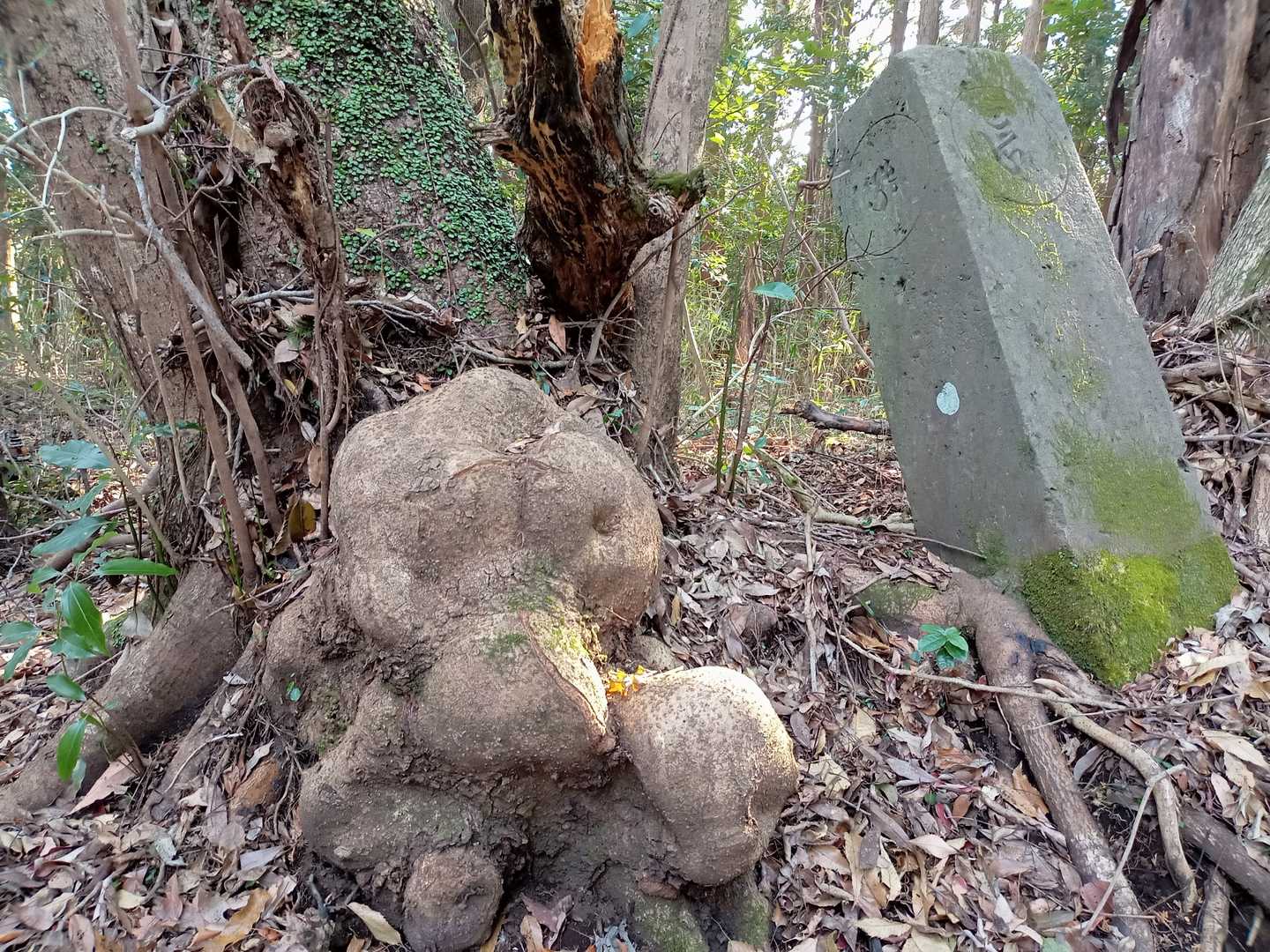 う~ﾝと…じゃがいも君?ｶﾅ😅