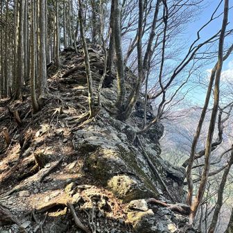 今回を象徴するようなキレキレの美しい尾根。