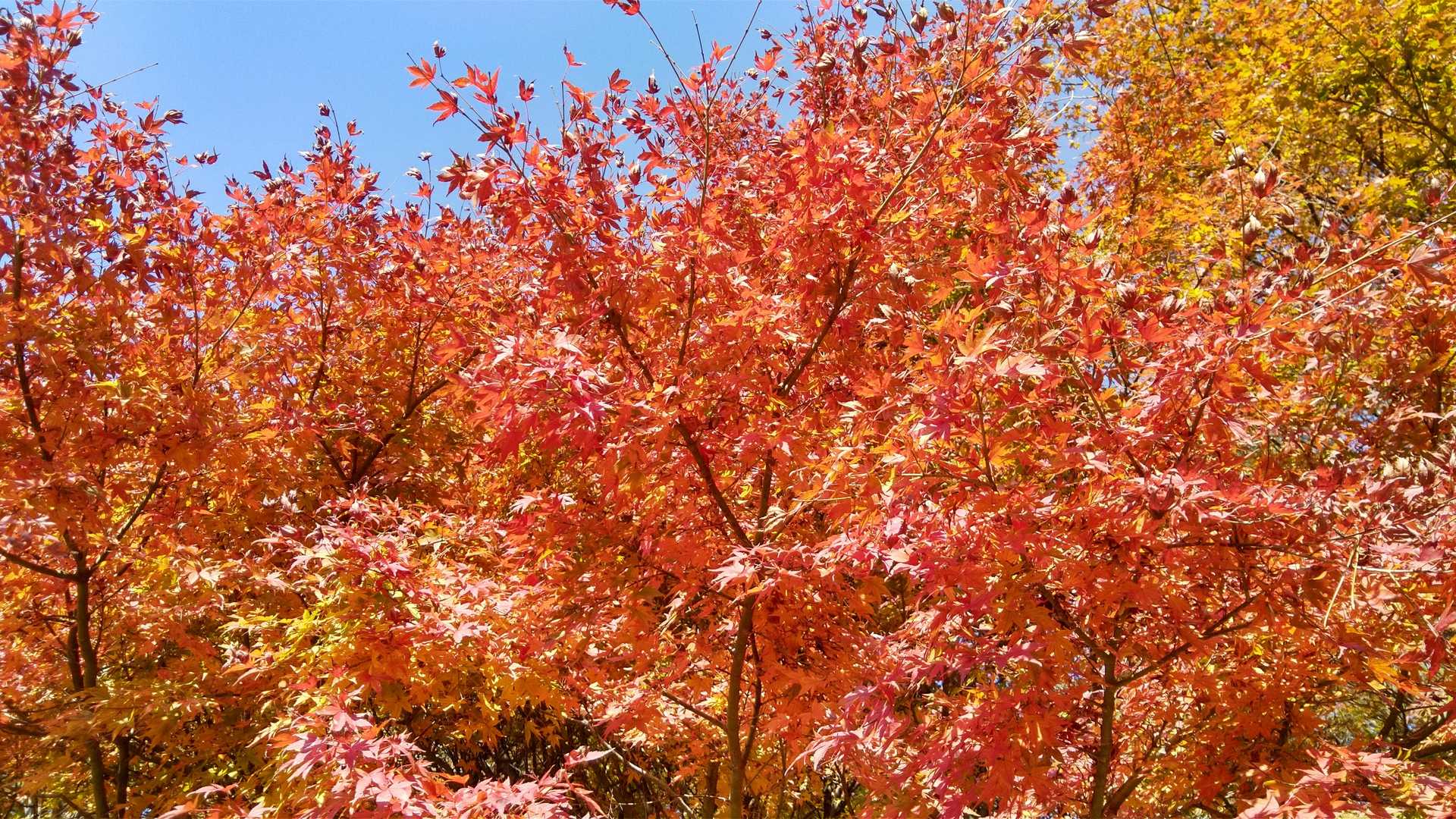 三笠山の写真