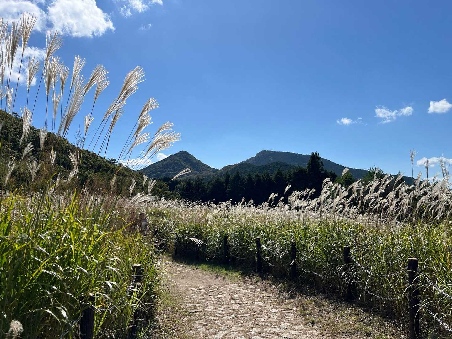 曽爾高原-亀山峠-二本ボソ-亀山 周回コースの写真