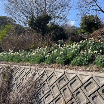 麓の水仙が咲いていた。季節毎に色々花を楽しめます。