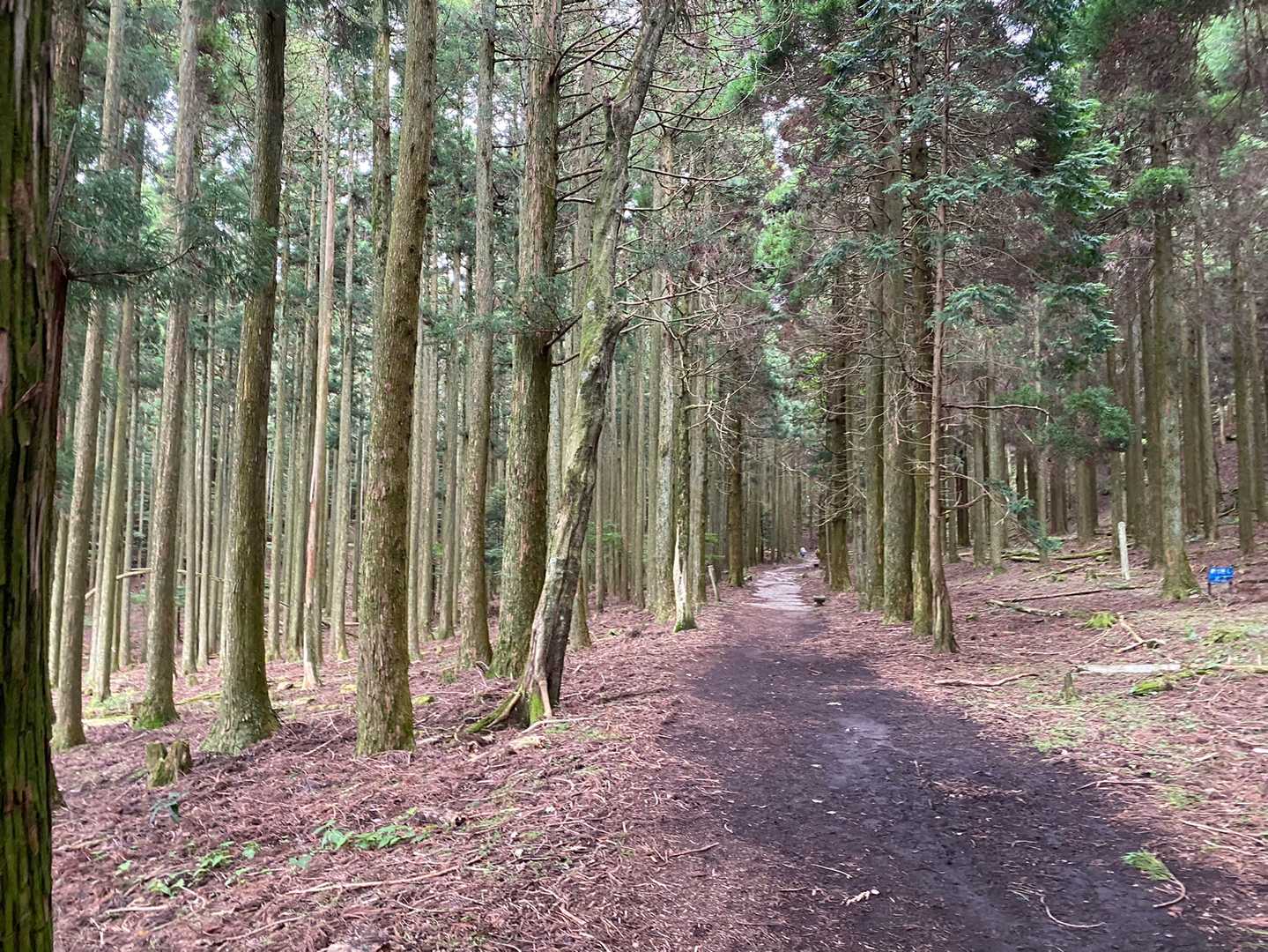豊前坊登山口-英彦山-英彦山 周回コースの写真