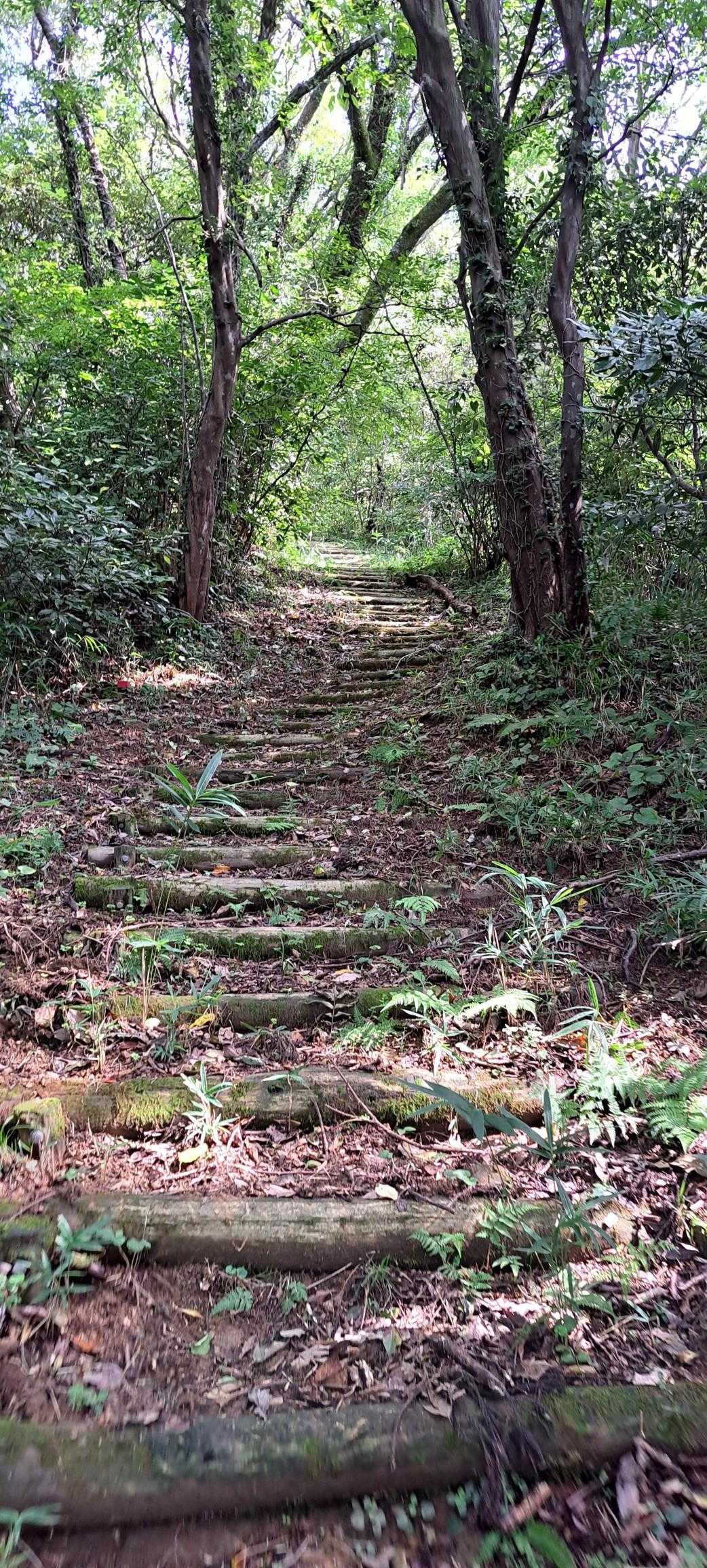 大平山 往復コースの写真