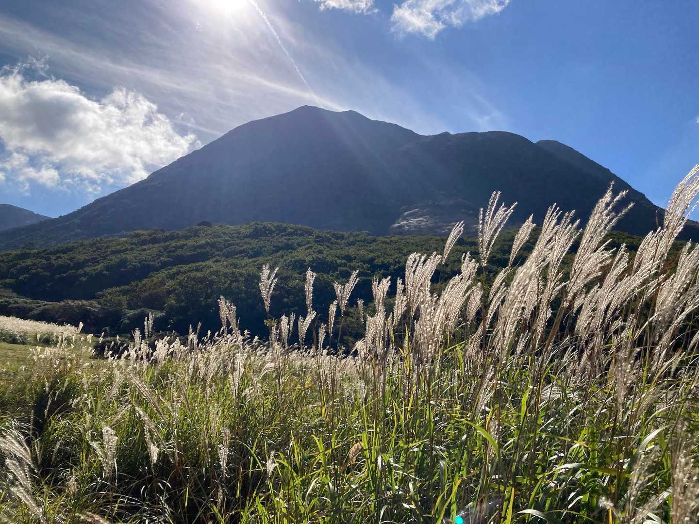 坊がヅルのススキ🌾