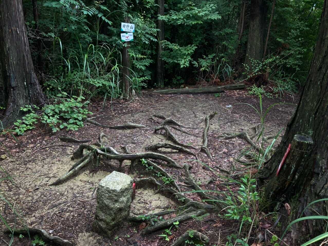府庁山の写真