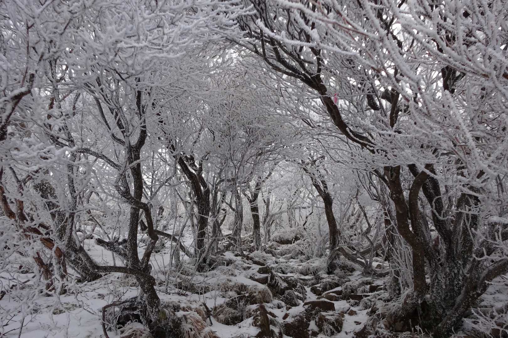 霧氷のトンネルだよ～
