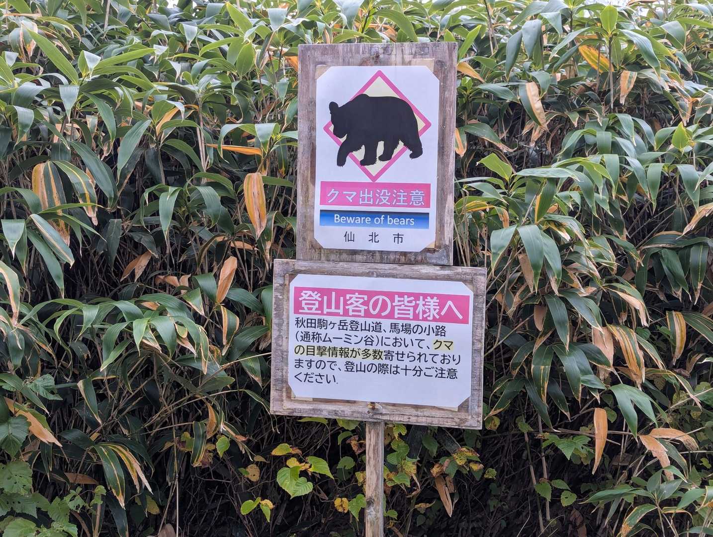 今年は本当にクマが多いです。今日も熊鈴をつけて歩きます。