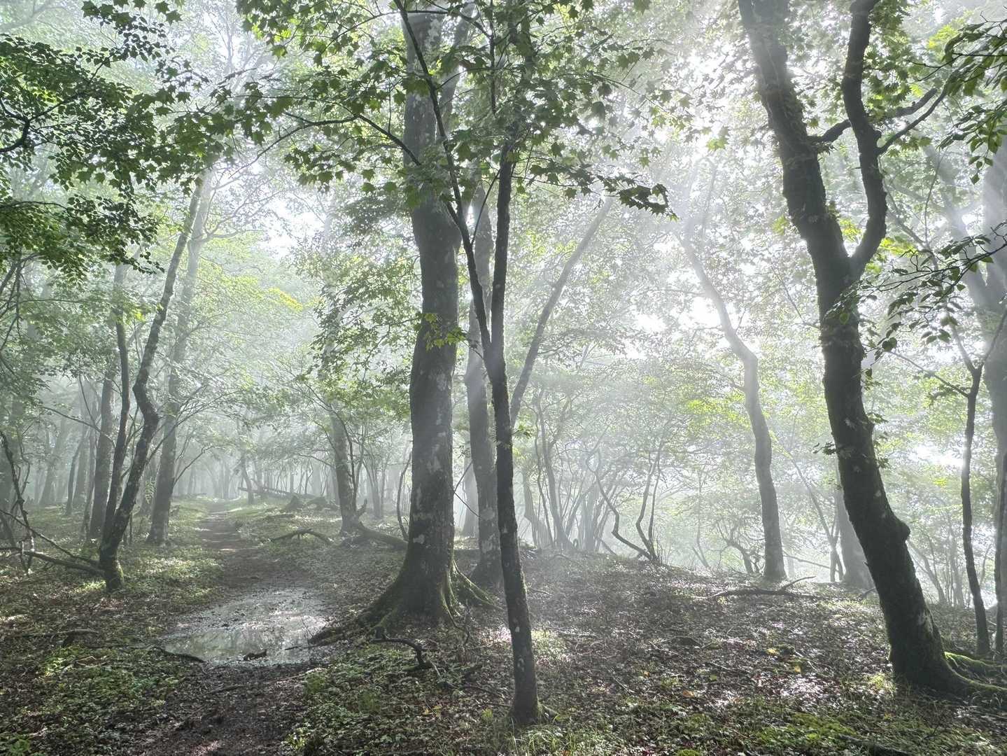 神秘的
