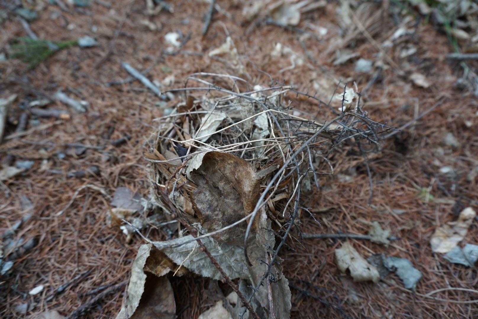 もじゃもじゃしてるけど、鳥の巣です。