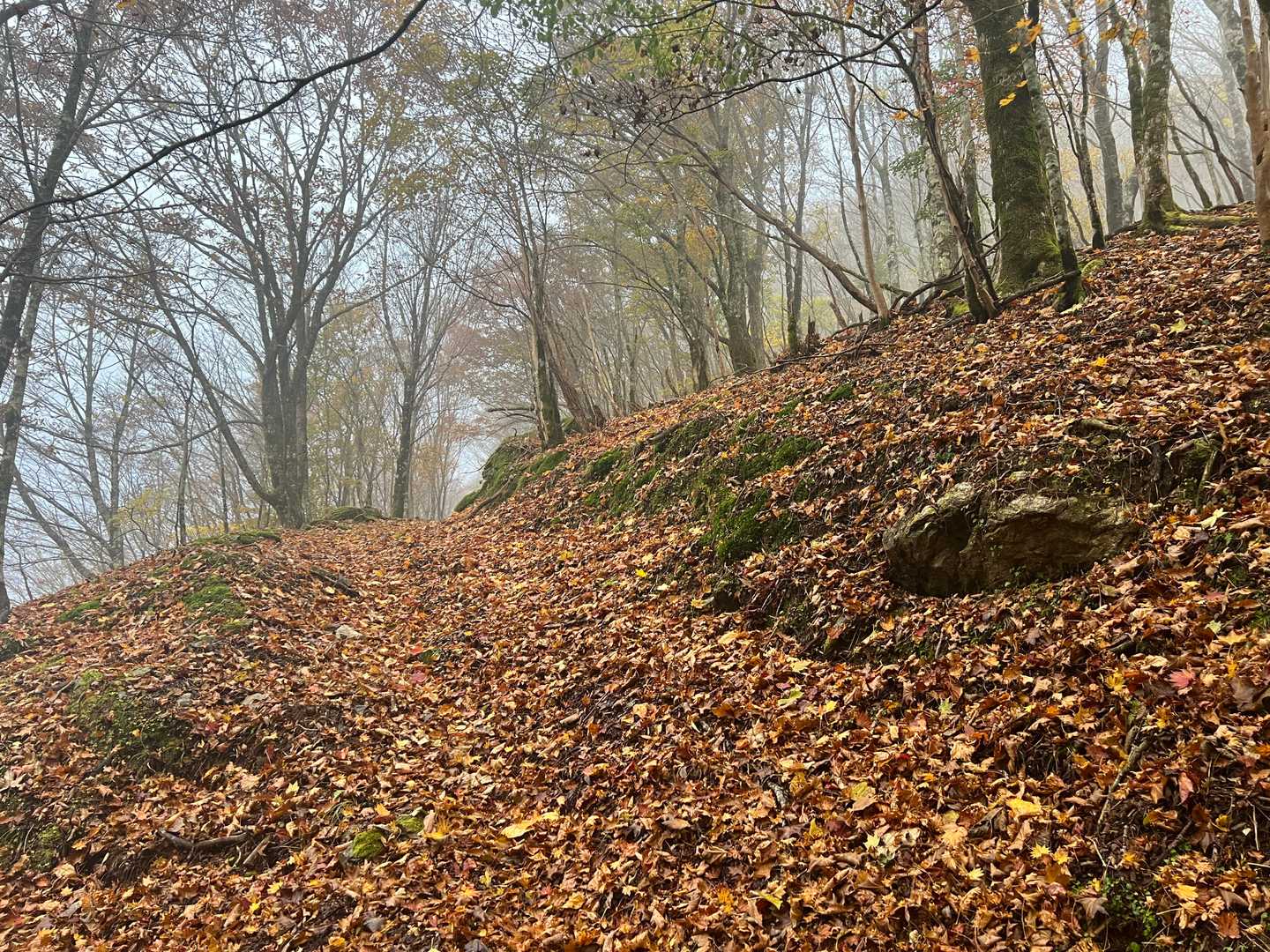 紅葉黄葉のカーペットを踏みながらガスの世界へ