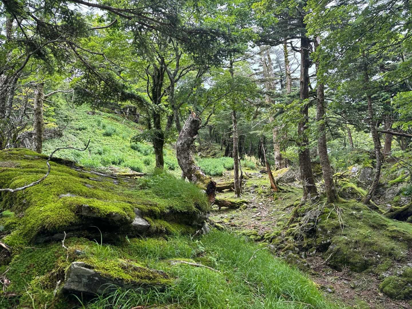 落合峠-矢筈山-石堂山 往復コースの写真
