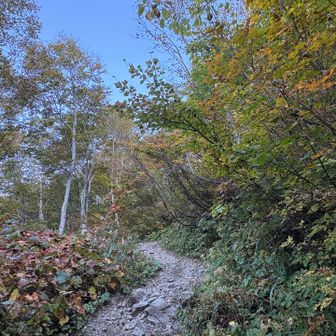 紅葉🍁も進み登山口に入ってすぐのイメージ
さすが100名山💯
登山道も整備されとても綺麗な山⛰️