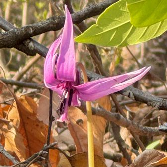 光を浴びて花開かせています💜