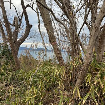 この辺りが山頂らしい。でも、薮です！