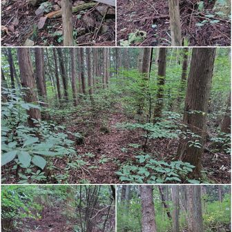 道幅狭い箇所有りますが、比較的、明瞭登山道は続きます😊

所で…🙄
山頂付近で、トントンと、木を叩く音がします❓🙄
私的、お化け👻が見える体質なので…😅

『はて❓また、怪奇現象かなぁ〜👻』

と、思っていたら…🙄
トントン音が収まり、ガザガザ音

そして、私達真横に子熊君🐻が出現⁉️😱🫨
両前足を上げてるよ❗🤯😵‍💫

私達、必死に「どっか行って❗」アピール😫😖
すると、素直に子熊君🐻逃げてくれました😮‍💨😅

親熊🐻が居るかもしれないので、流しているYOASOBI🎶ボリューム最大で警戒👍

序に、効果薄でしょうが、お連れ👹が、タバコをふかし、煙をモクモク👍

ホント、ビックリした🫨😮‍💨
皆さん、山⛰️でトントン音には、気を付けましょう😅

ちな、子熊君🐻出現場所は、この写真のセンターです😊