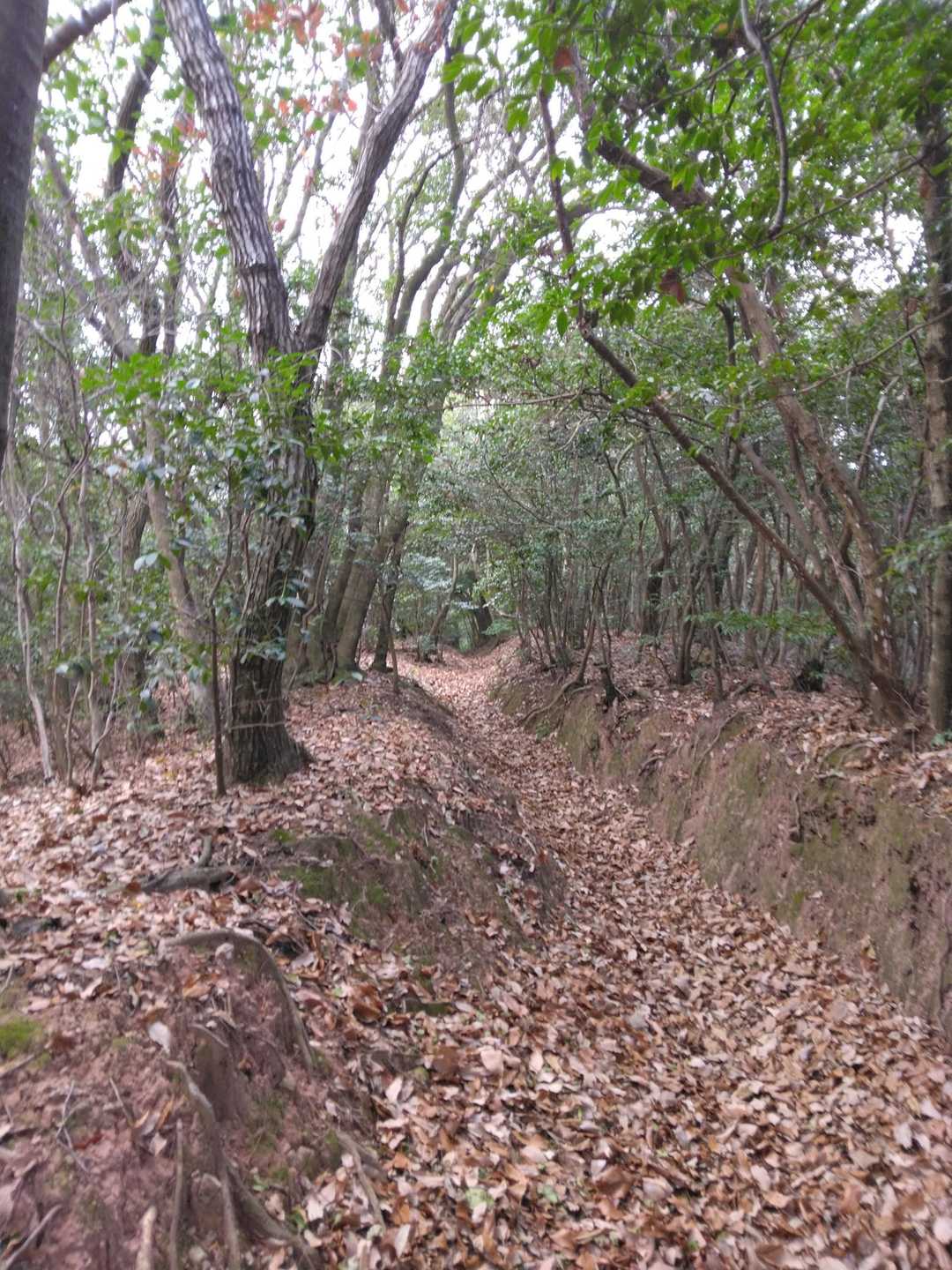 落ち葉🍂の積もった登山道。
ふわふわに積もってました。
