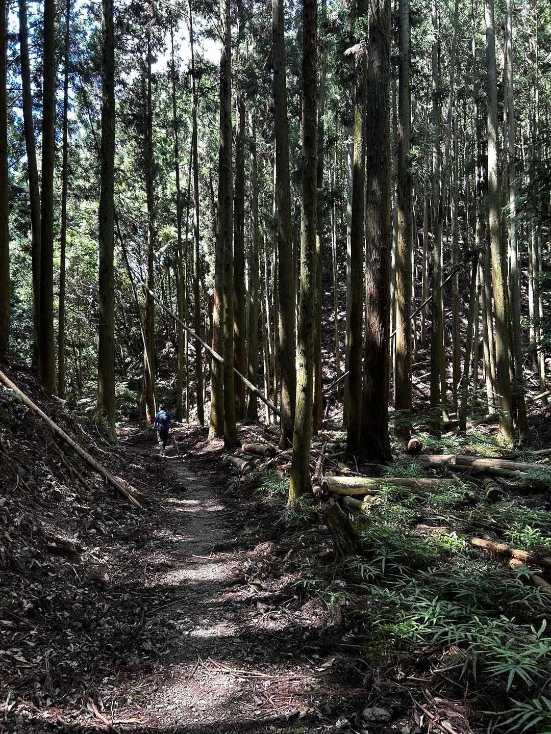 🌲🌲🌲