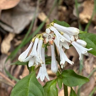 サツマイモナリ