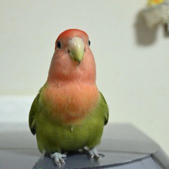 Masa.O（シビレ）