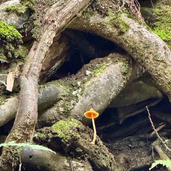 階段横にかわいいきのこ🍄‍🟫