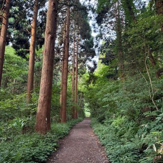 走りやすい道が続きます