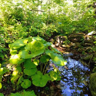 朝は清々しい陽気です