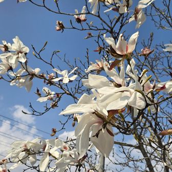 モクレンかな？…🤔